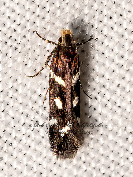 Chionodes naevus  TWIRLER MOTH 3036560z