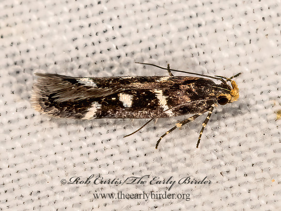Chionodes naevus  TWIRLER MOTH 3036512z