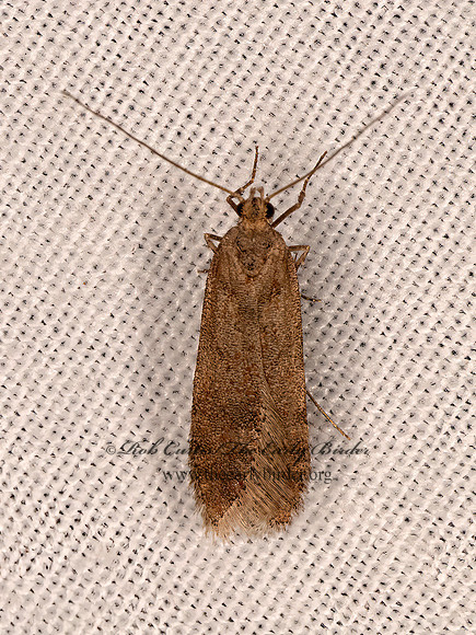 Prolita  TWIRLER MOTH 3024311z