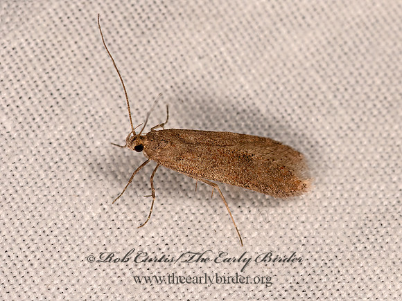 Prolita  TWIRLER MOTH 3024308z