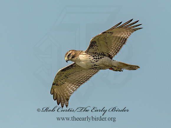 Buteo jamaicensis RED-TAILED HAWK 9091182 (1)