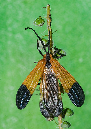 Calopteron terminale 7015408z