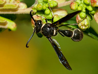 Eumenes fraternus 3009040z