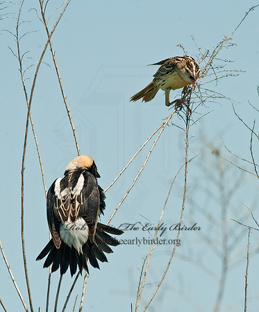 Dolichonyx oryzivorus  BOBOLINK 8025895z