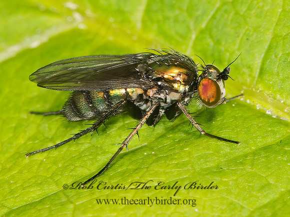 Dolichopus  LONG-LEGGED FLY 9031663z