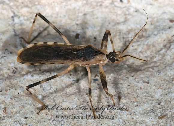 Oncocephalus nubilus 6024387z