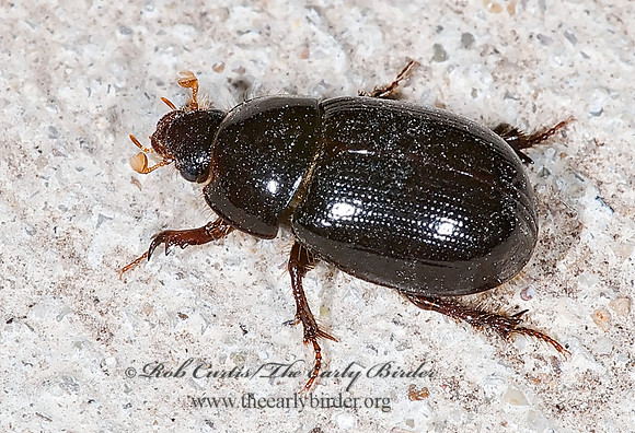 Hybosorus illiger 7005660i