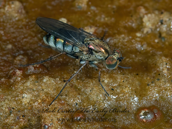 Tachytrechus augustipennis  LONGLEGGED FLY  5014388z