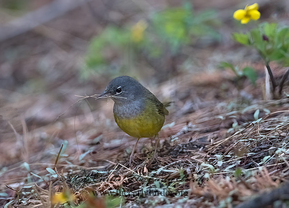Geothlypis tolmiei  MACGILLIVRAY'S WARBLER 9058614z