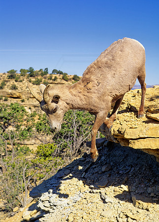 Ovis canadensis  BIGHORN SHEEP 121316z