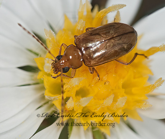 Metrioidea brunnea or convexa  LUPERINI LEAF BEETLE 3010338z