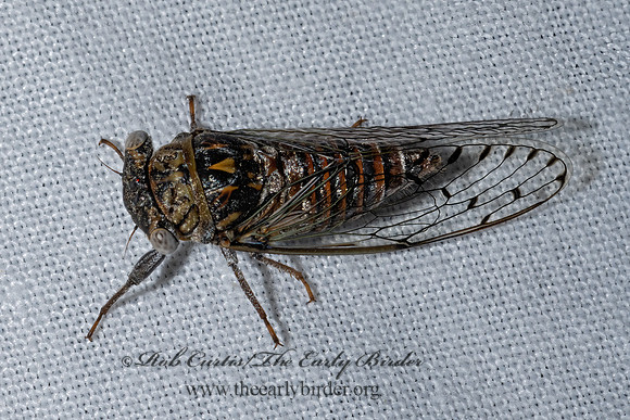 Pacarina puella  LITTLE MESQUITE CICADA 3039245z