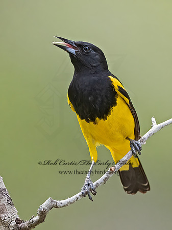 Icterus parisorum  SCOTT'S ORIOLE 3035135z