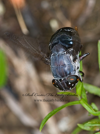 Cuterebra buccata  RABBIT BOT FLY 6011642z