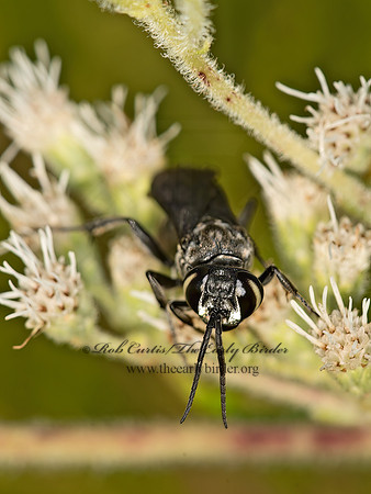 Larra anails  SQUARE-HEADED WASP 9050848z