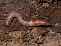 Lumbricus rubellus REDHEAD WORM 9080575