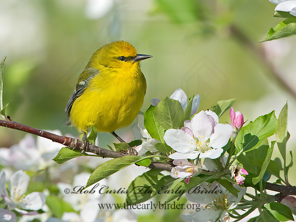 Vermivora cyanoptera  BLUE-WINGED WARBLER 9029669z