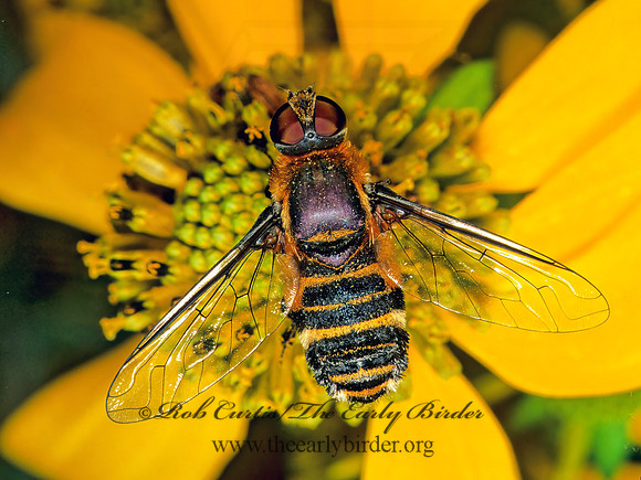 Villa lateralis  BEE FLY 155512z