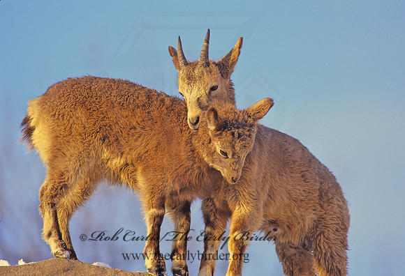 Capra ibex sibirica  SIBERIAN IBEX 118721z