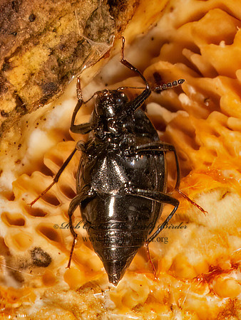 Scaphidium SCAPHIDIINAE BEETLE 9087067z