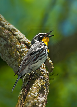 Setophaga dominica  YELLOW-THROATED WARBLER 8022638z