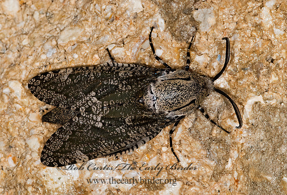 Prionoxystus robiniae CARPENTERWORM MOTH 7003099 z