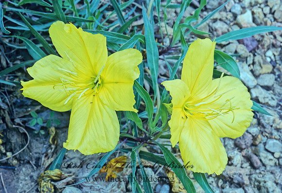 Oenothera missouriensis  MISSOURI EVENING PRIMROSE 175314z