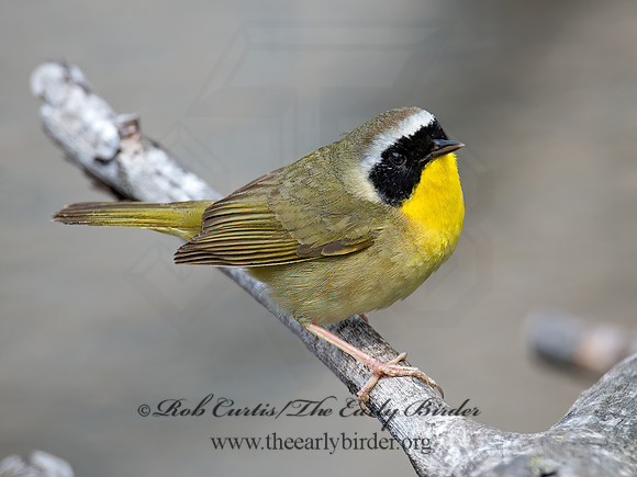 Geothylpis trichas  COMMON YELLOWTHROAT 9021645z