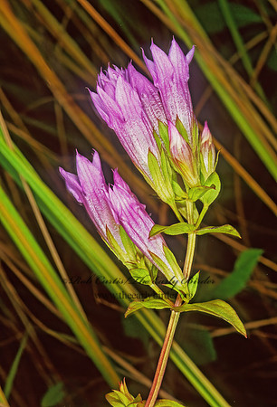 Gentiana crinita  FRINGED GENTIAN 1116032z