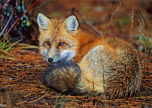 Vulpes vulpes  RED FOX 61627z