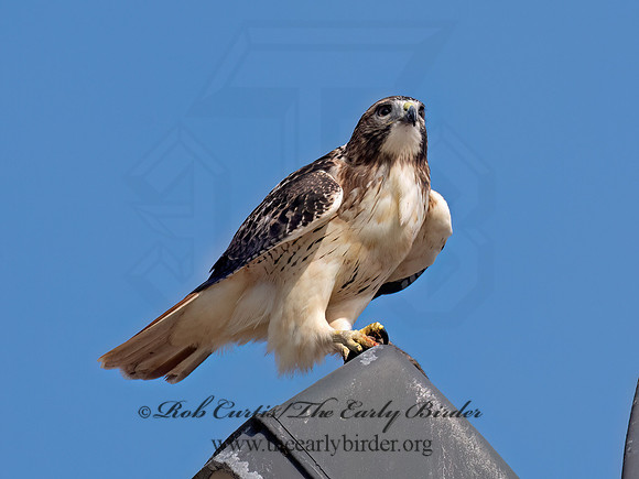 Buteo jamaicensis RED-TAILED HAWK 9084280z