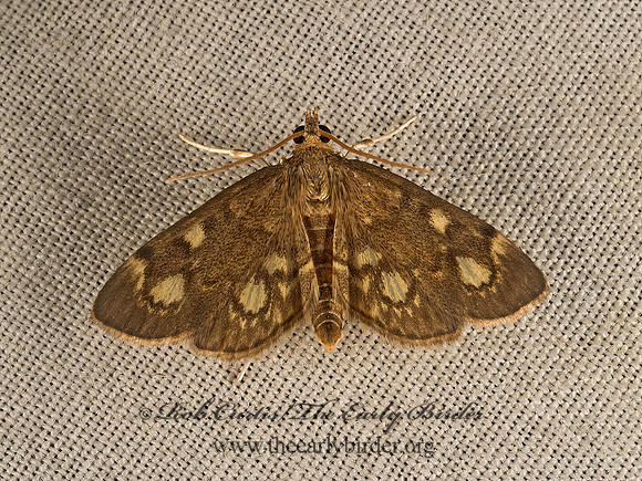 Anania  PYRAUSTINAE CRAMBID MOTH 9049987z