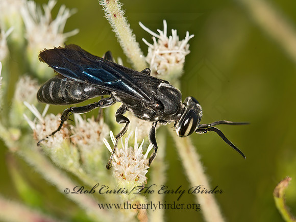 Larra anails SQUARE-HEADED WASP 9050853z