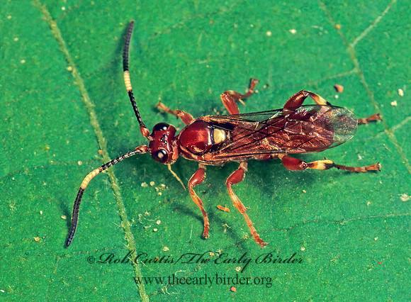 Barichneumon~ 172704z