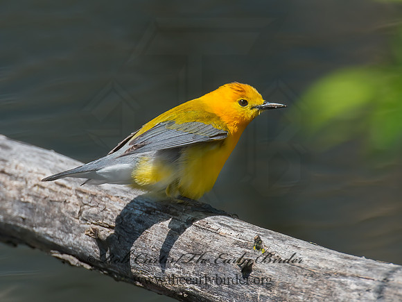 Protonotaria citrea  PROTHONOTARY WARBLER 9011121z