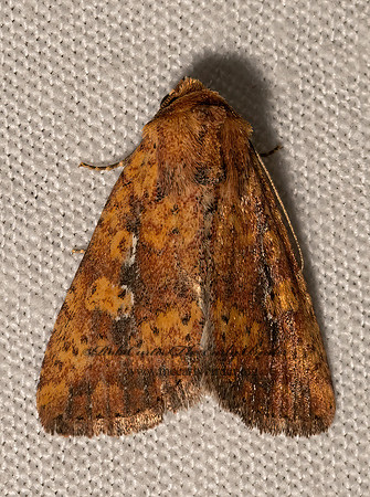 Perigea xanthioides  RED GROUNDLING MOTH 3028607z