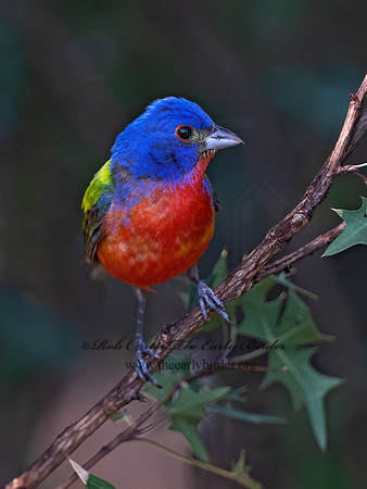 Passerina ciris  PAINTED BUNTING 3040963z