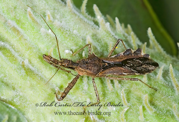 Sinea diadema  SPINED ASSASSIN BUG 7015118z