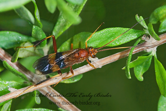 Ichneumonidae 7005546sz