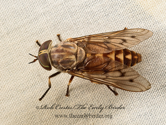 Tabanus sulcifrons  HORSE FLY 9048176z