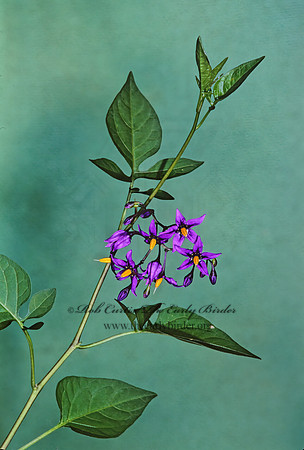 Solanum dulcamara  BITTERSWEET NIGHTSHADE 266407z