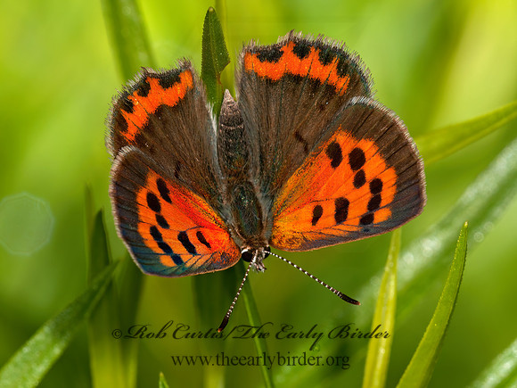 Lycaena phlaeas  AMERICAN COPPER 3003129z