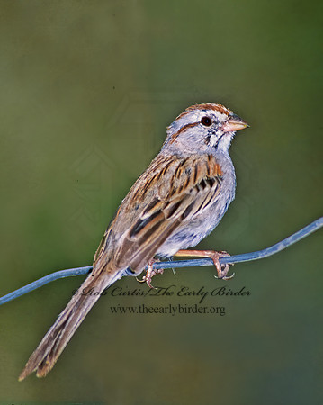 Peucaea carpalis  RUFOUS-WINGED SPARROW 93902z