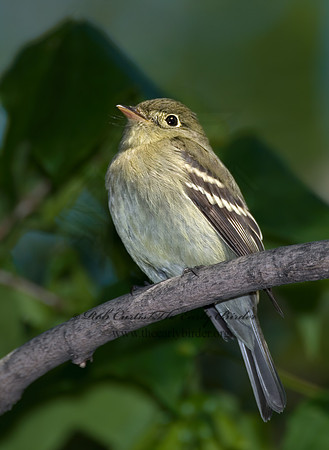 Empidonax flaviventris  YELLOW-BELLIED FLYCATCHER 6006485z