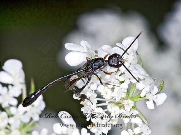 Gasteruption assectator 6011147z