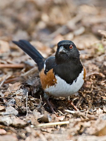 Pipilo erythrophthalmus  EASTERN TOWHEE 6003081z