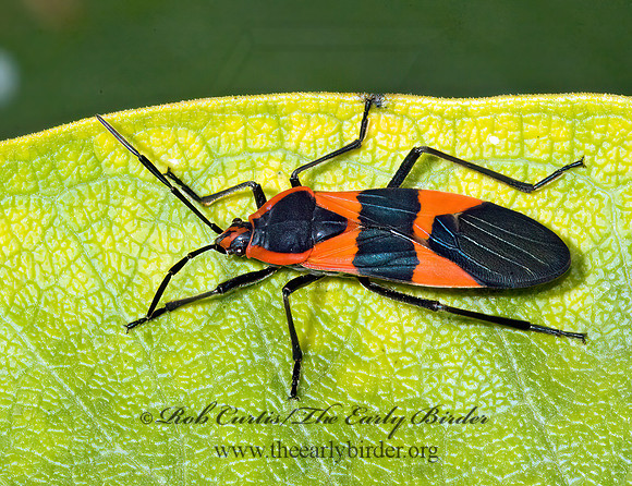 Oncopeltus fasciatus  LARGE MILKWEED BUG 5015802z