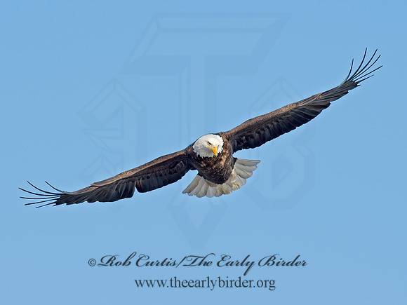Haliaeetus leucocephalus  BALD EAGLE 9018320z