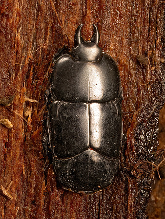 Hololepta aequalis  HISTER BEETLE 9087010z