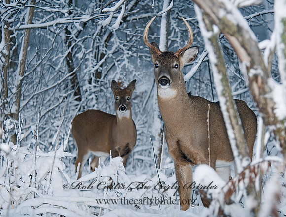 Odocoileus virginianus  WHITE-TAILED DEER  6018888z
